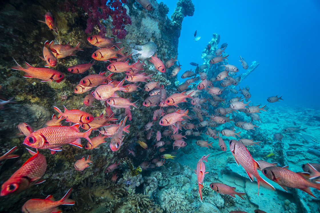 "Soldierfish 07" stock image