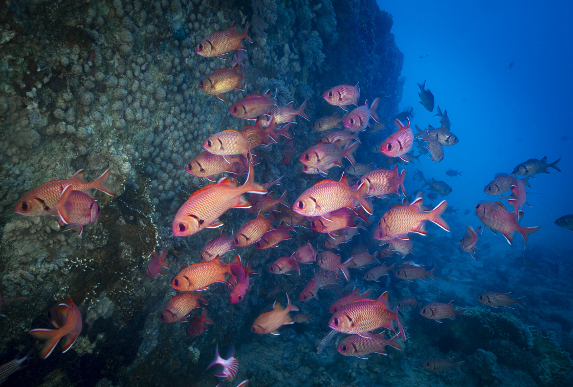 "Soldierfish 05" stock image