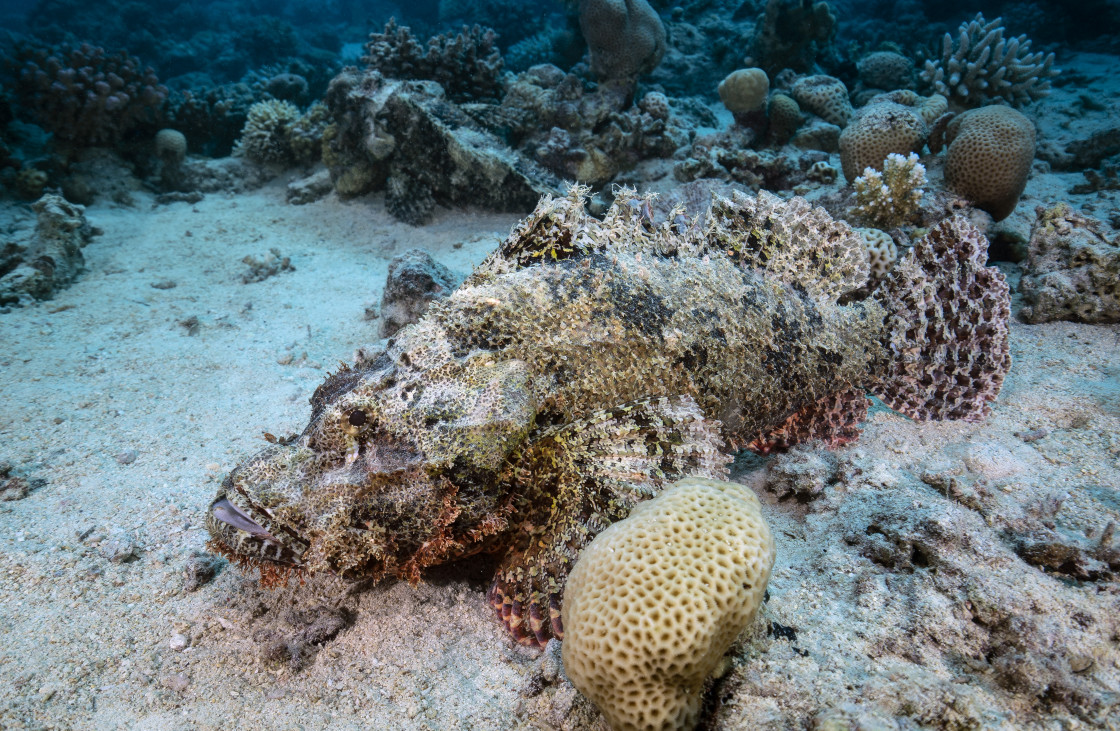 "Stonefish 03" stock image