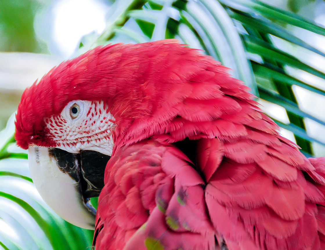 "Red Macaw" stock image