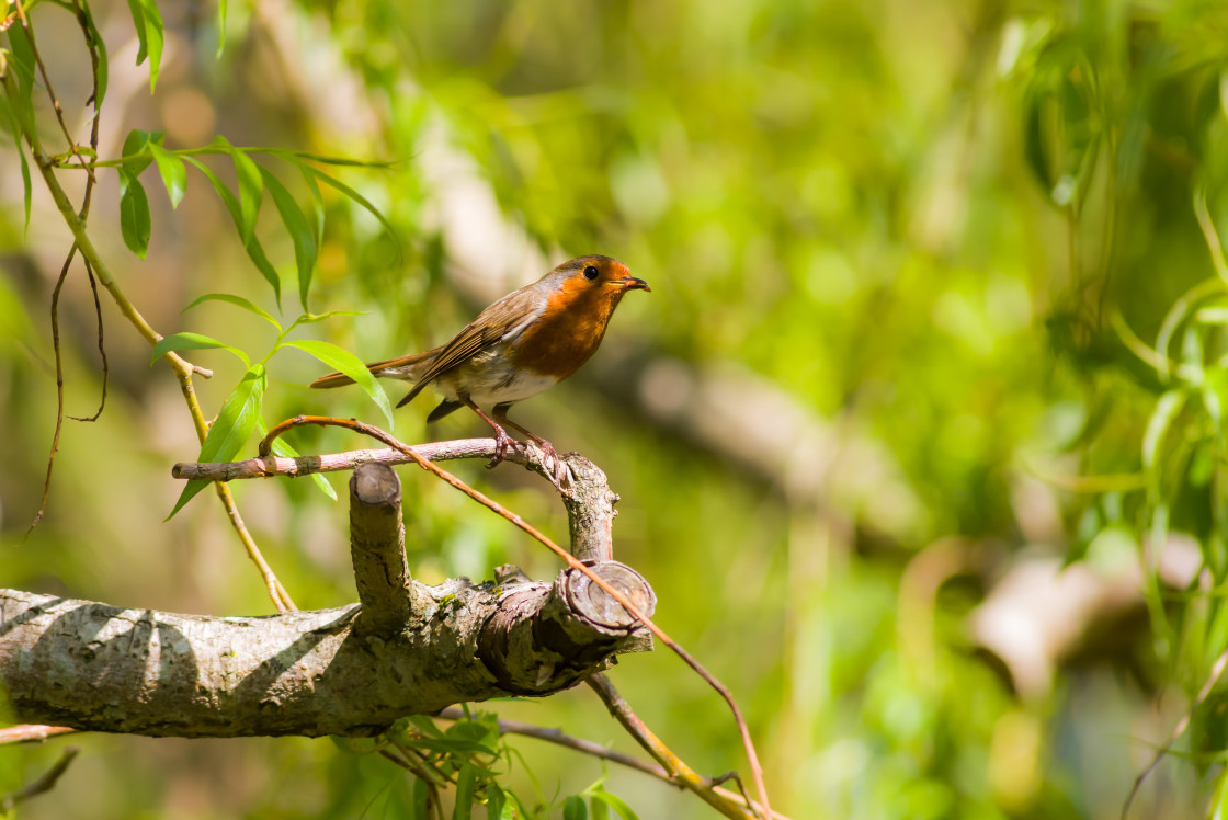 "Robin" by Gordon England - $12.71 "Robin" stock image