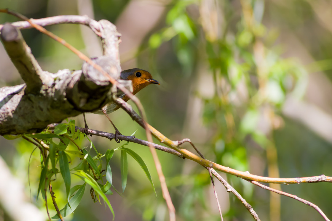 "Robin" by Gordon England - $12.55 "Robin" stock image