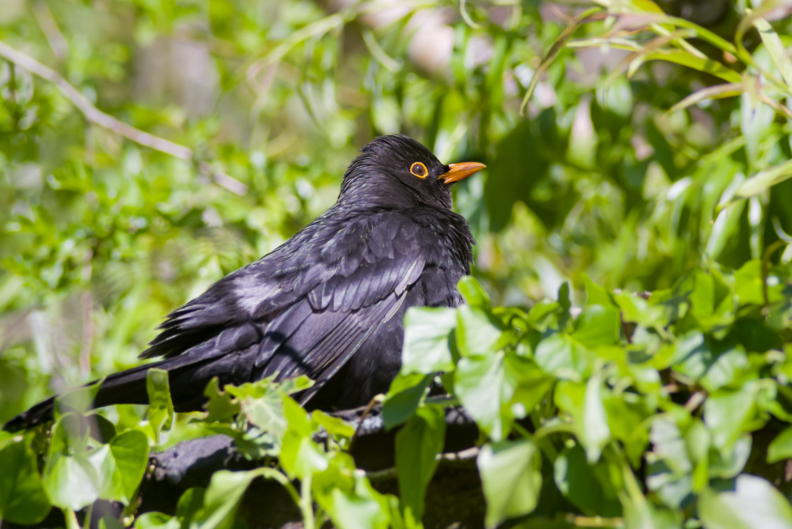 "Blackbird" stock image
