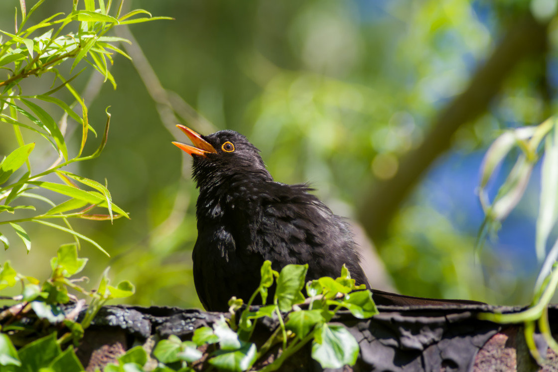 "Blackbird" by Gordon England - $12.70 "Blackbird" stock image