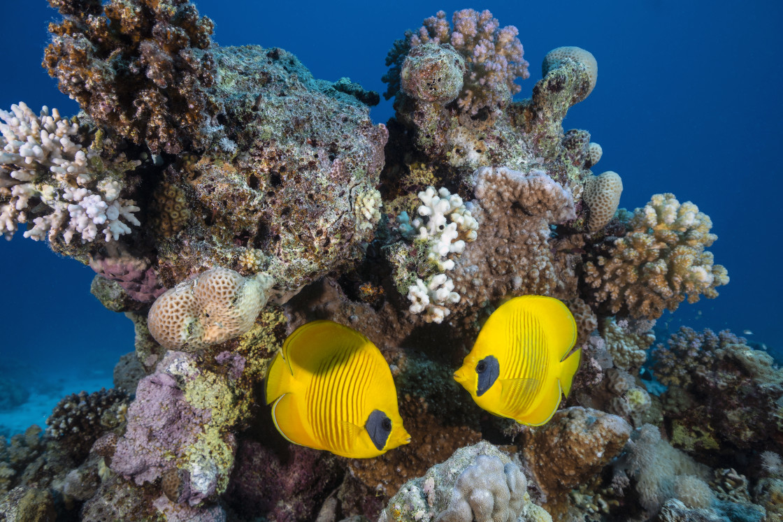 "Butterflyfish 01" stock image