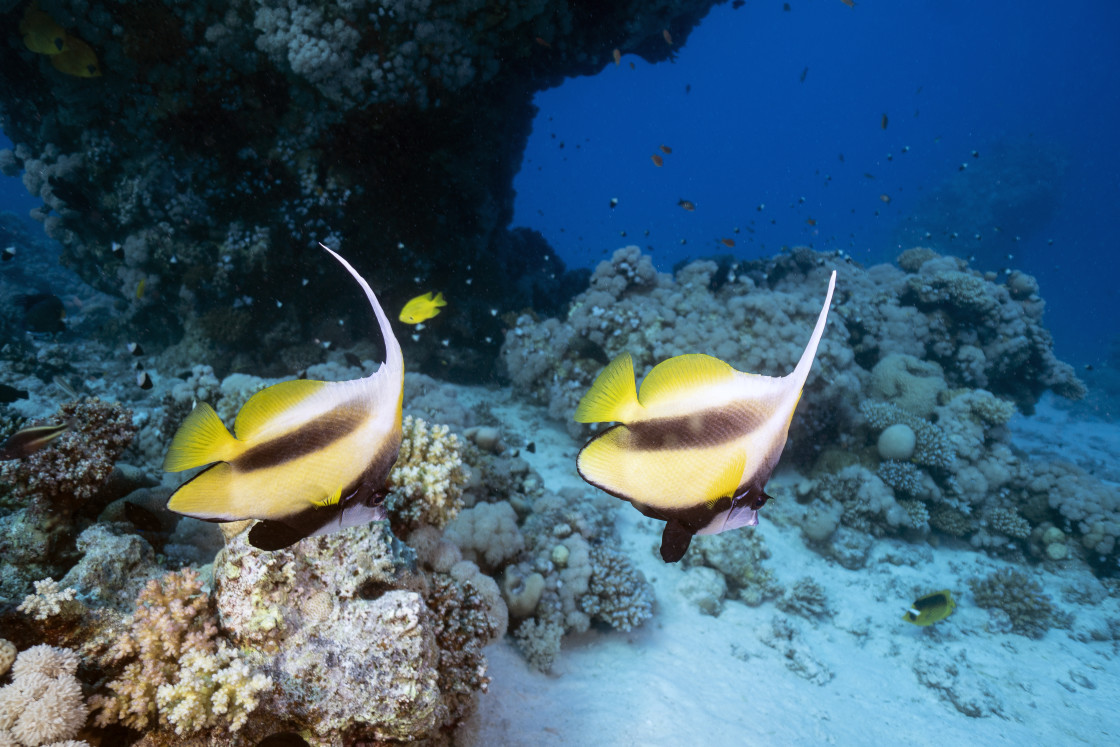 "Bannerfish 01" stock image