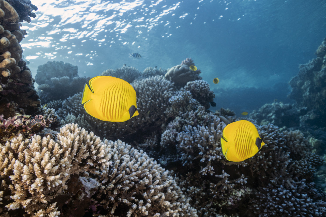 "Butterflyfish 04" stock image