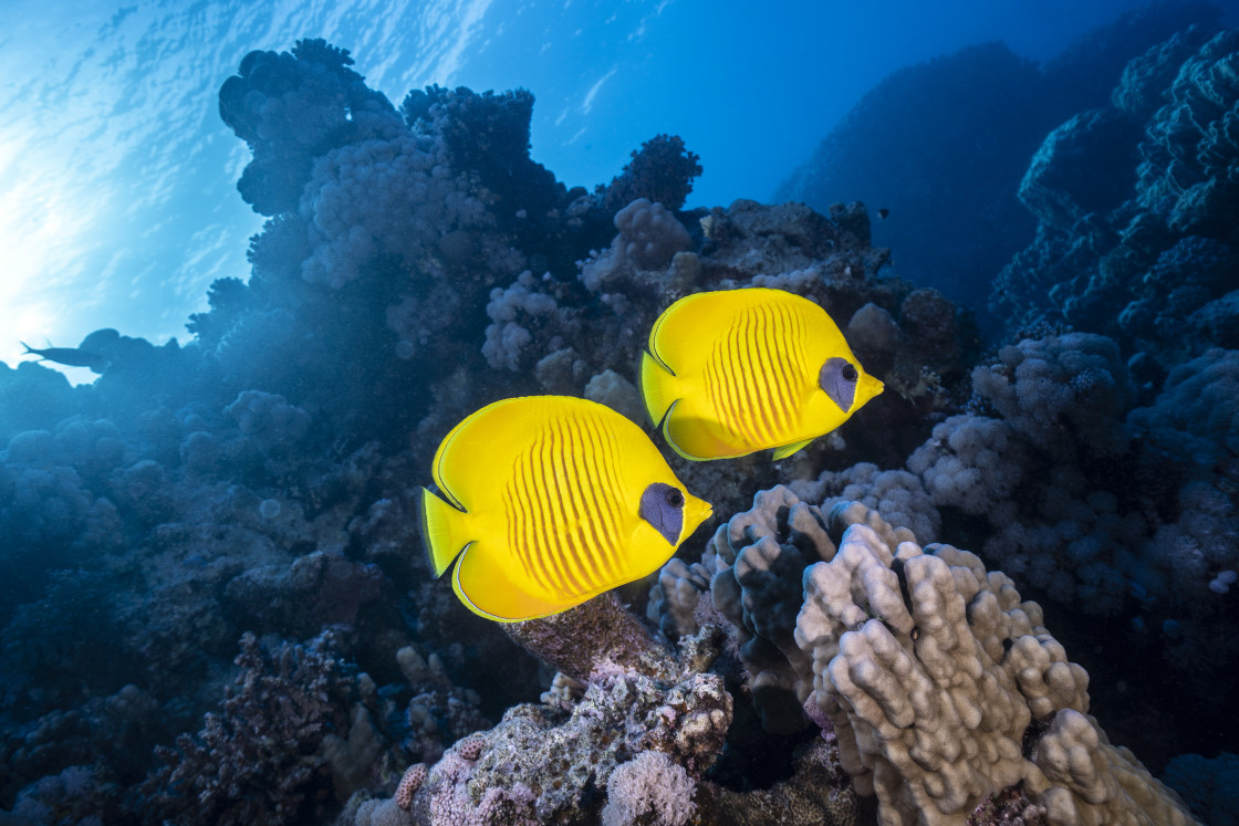 "Butterflyfish 03" stock image