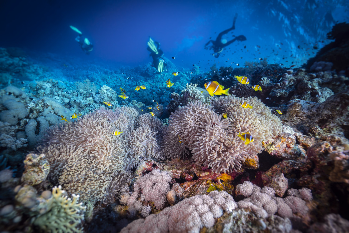 "Clownfish 06" stock image