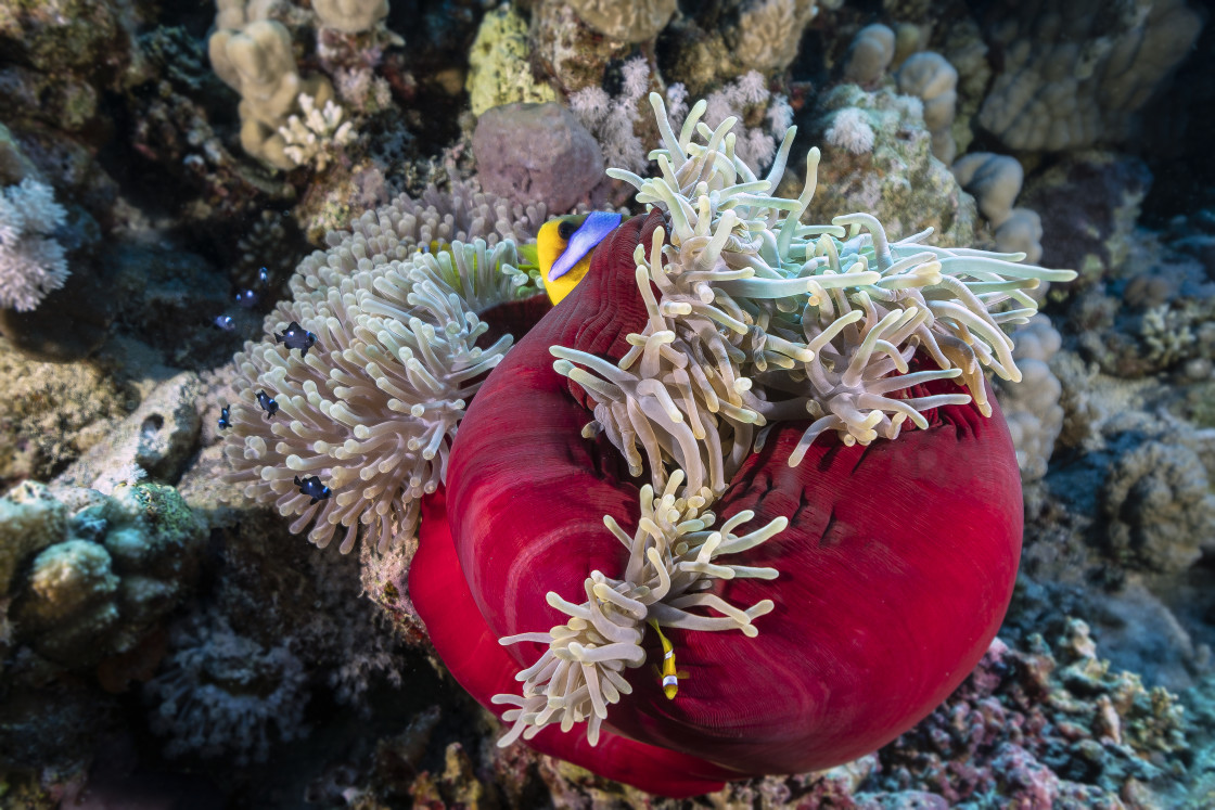 "Clownfish 09" stock image