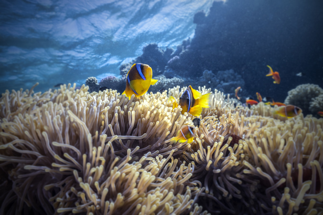 "Clownfish 21" stock image