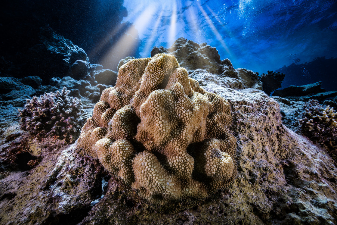 "Reef 29" stock image