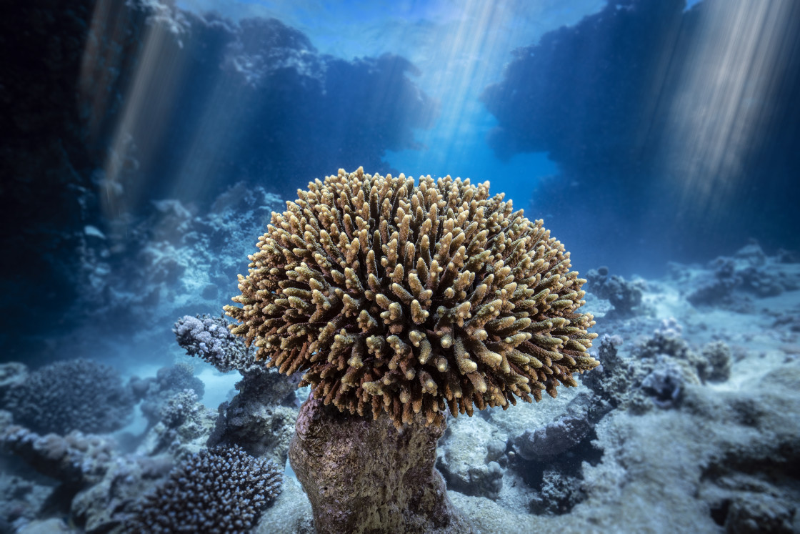 "Reef 27" stock image