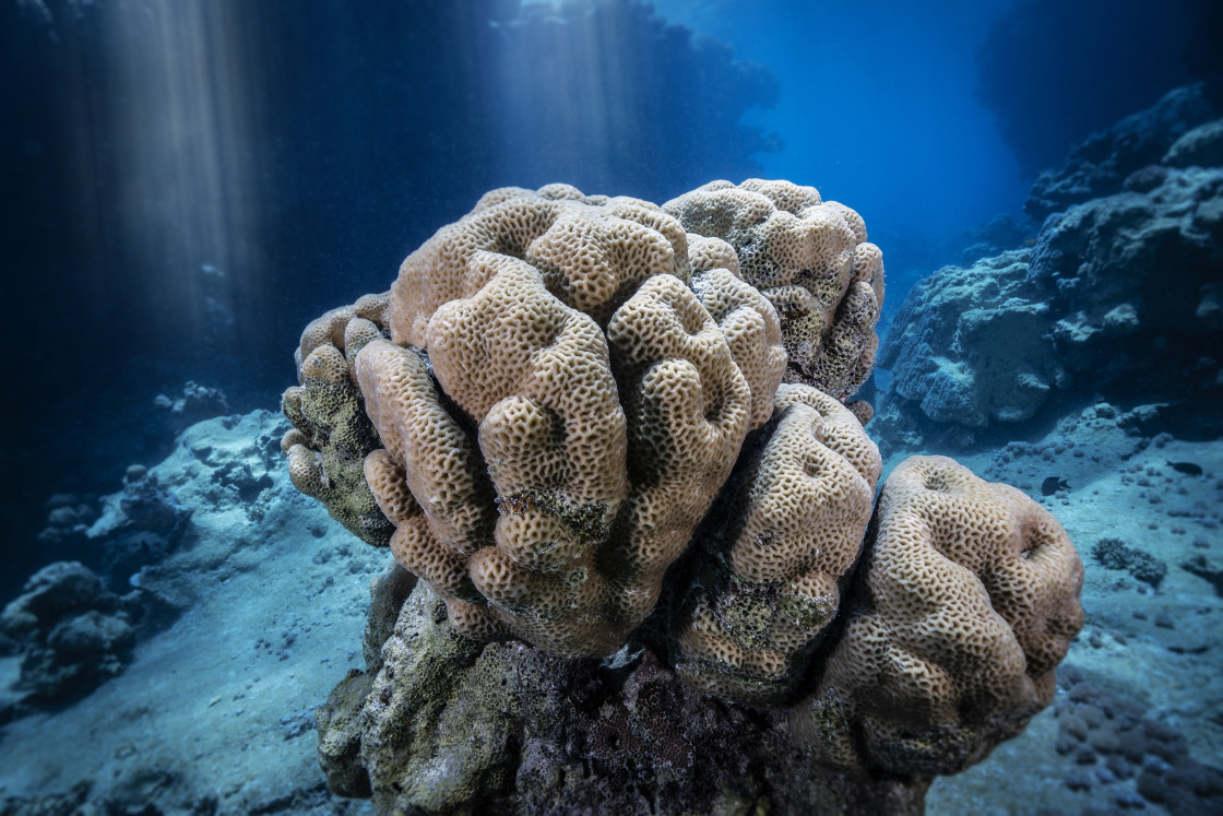 "Reef 28" stock image