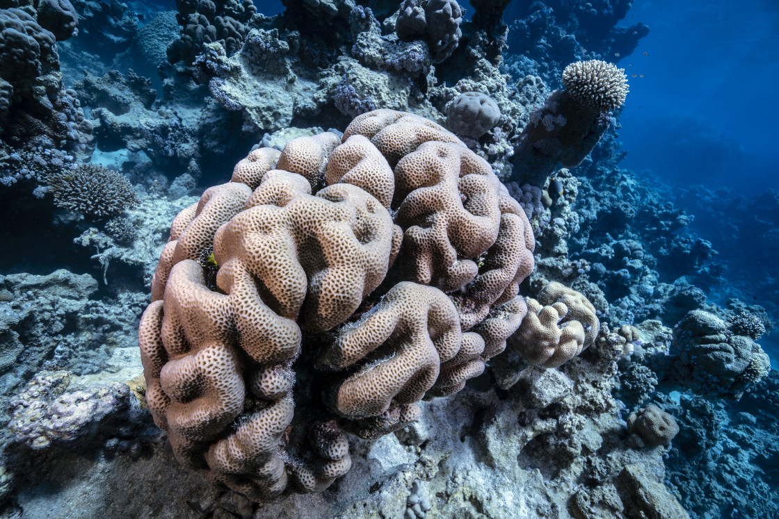 "Reef 25" stock image