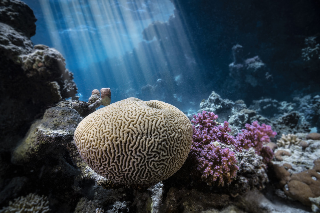 "Reef 34" stock image