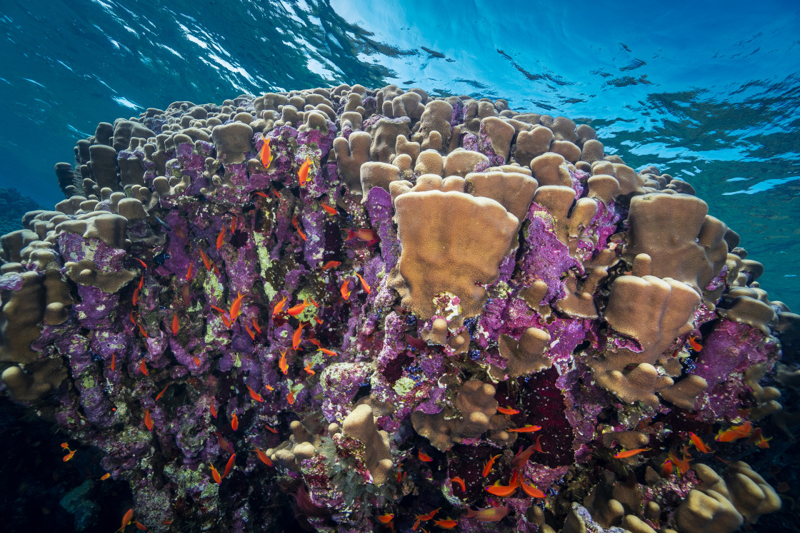 "Reef 52" stock image