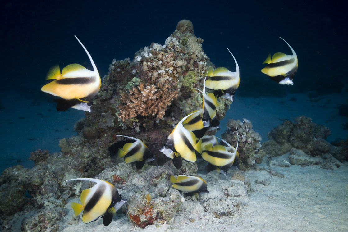 "Bannerfish 02" stock image