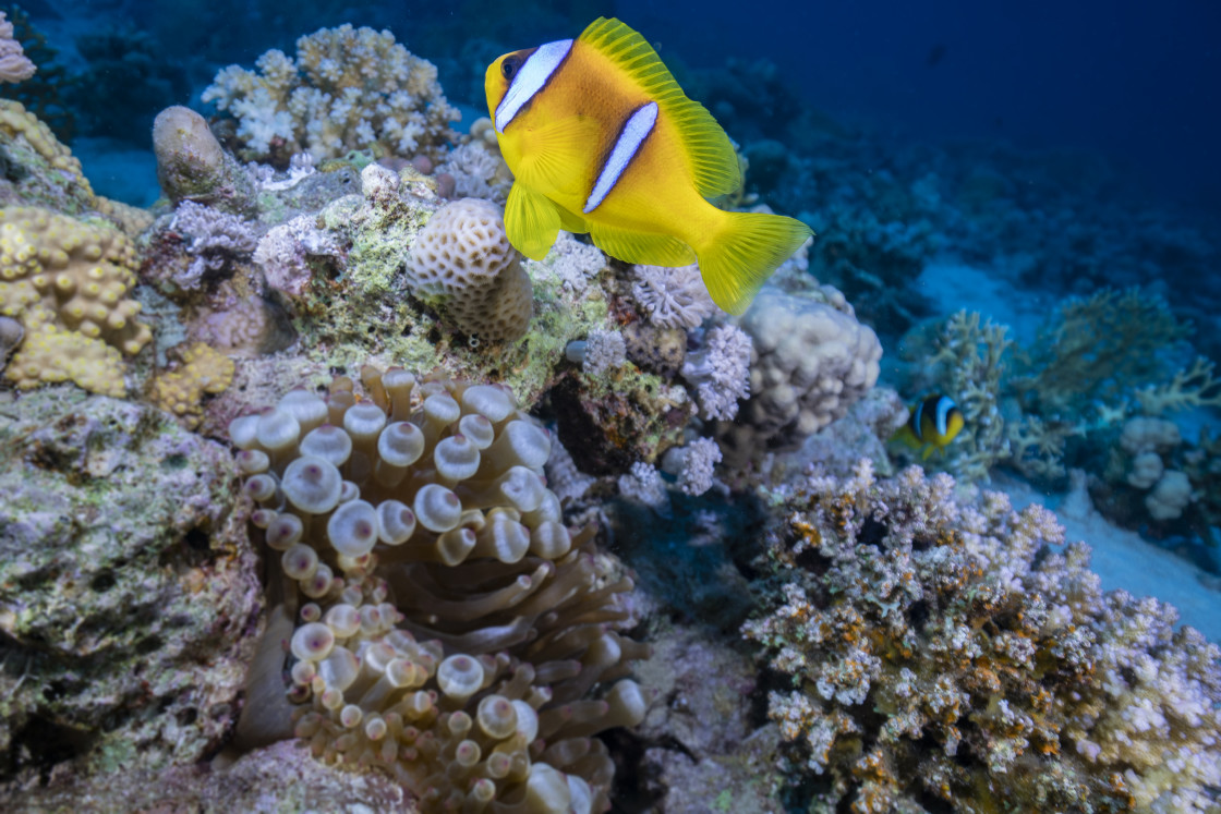 "Clownfish 27" stock image