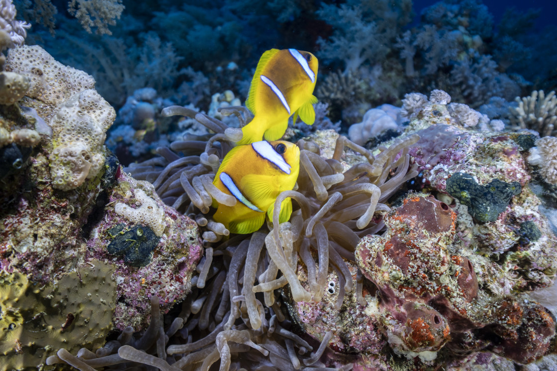 "Clownfish 28" stock image