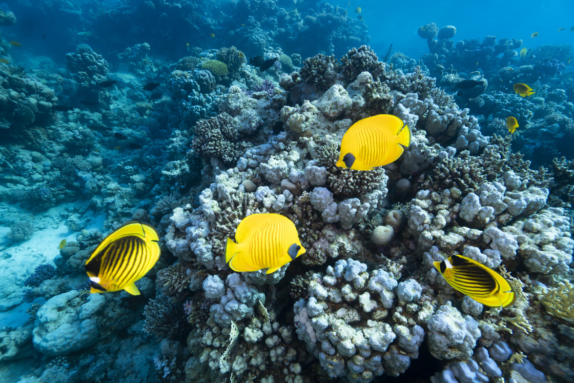 "Butterflyfish 06" stock image