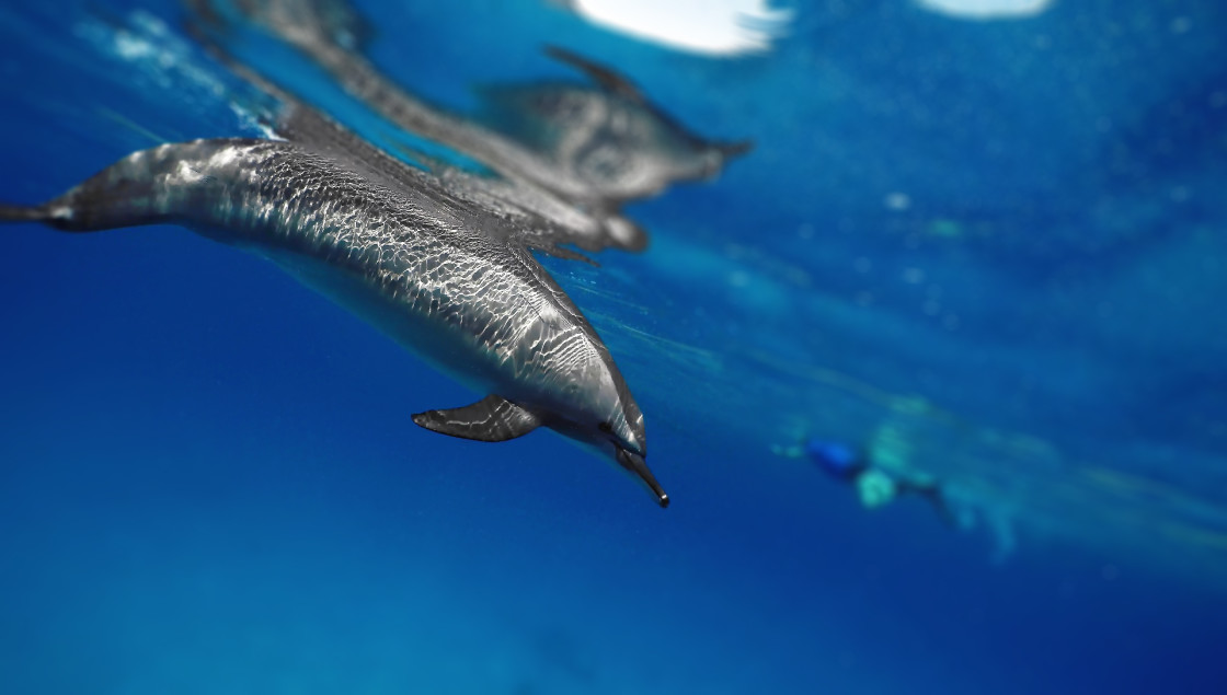 "Dolphins 04" stock image