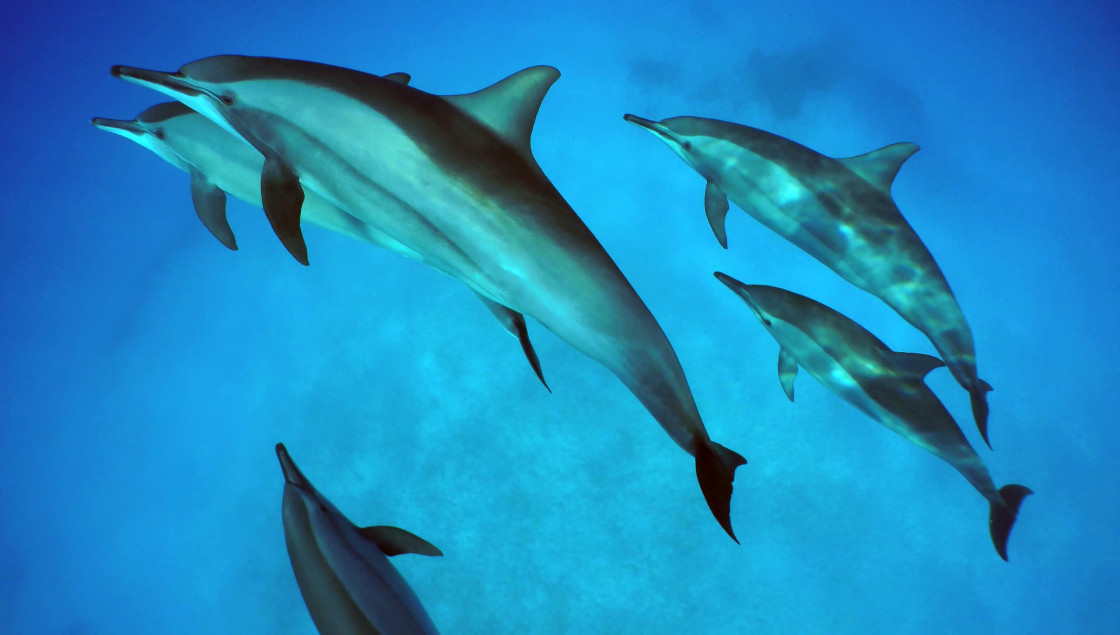 "Dolphins 06" stock image