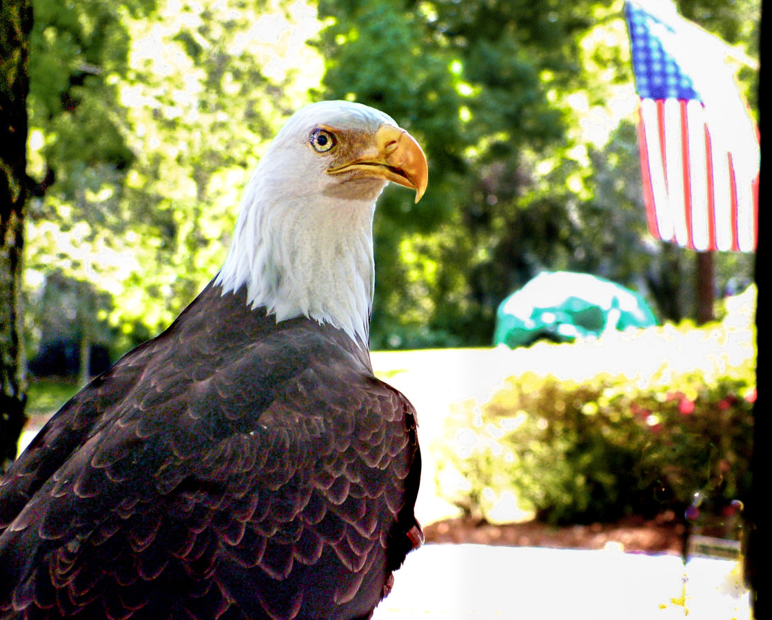 "Bald Eagle and the American flag" stock image