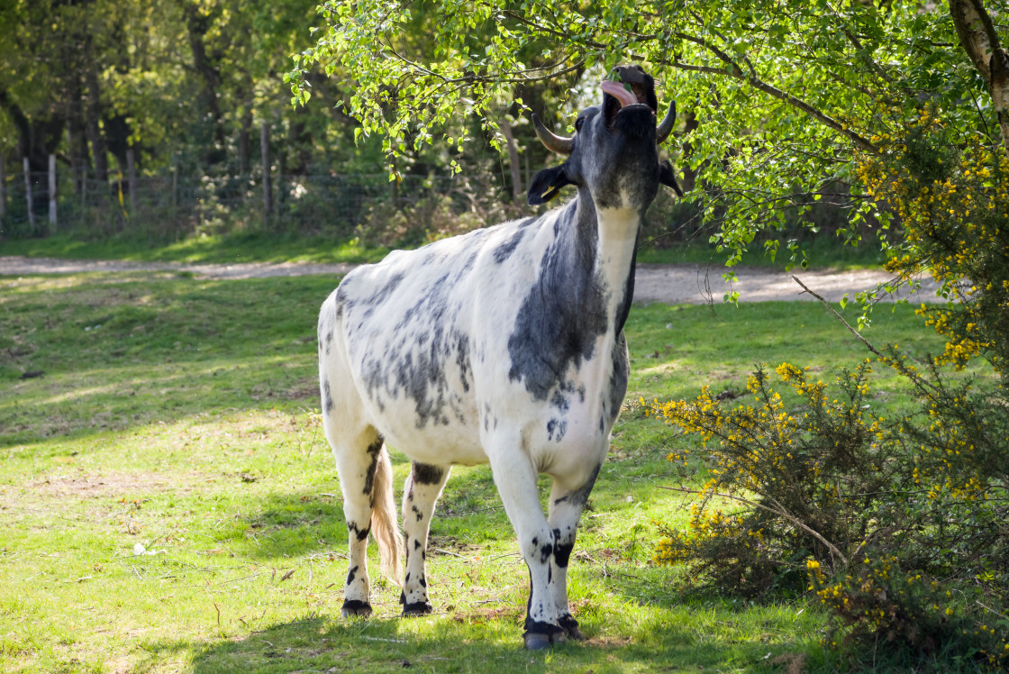 "Cow Grazing on Birch Leaves" by Gordon England - $12.12 "Cow Grazing on Birch Leaves" stock image
