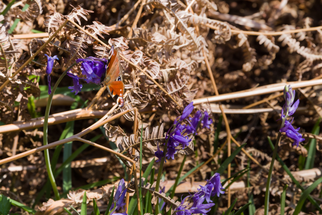 "Peacock Butterfly" by Gordon England - $12.06 "Peacock Butterfly" stock image