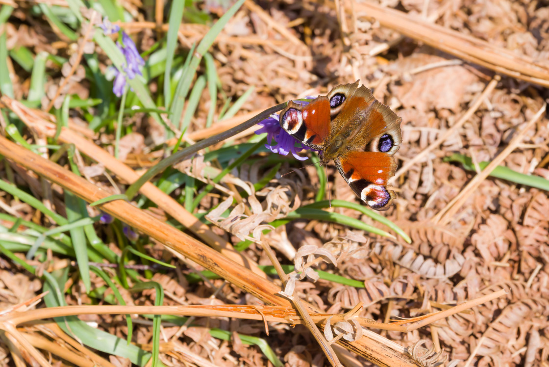 "Peacock Butterfly" by Gordon England - $12.20 "Peacock Butterfly" stock image