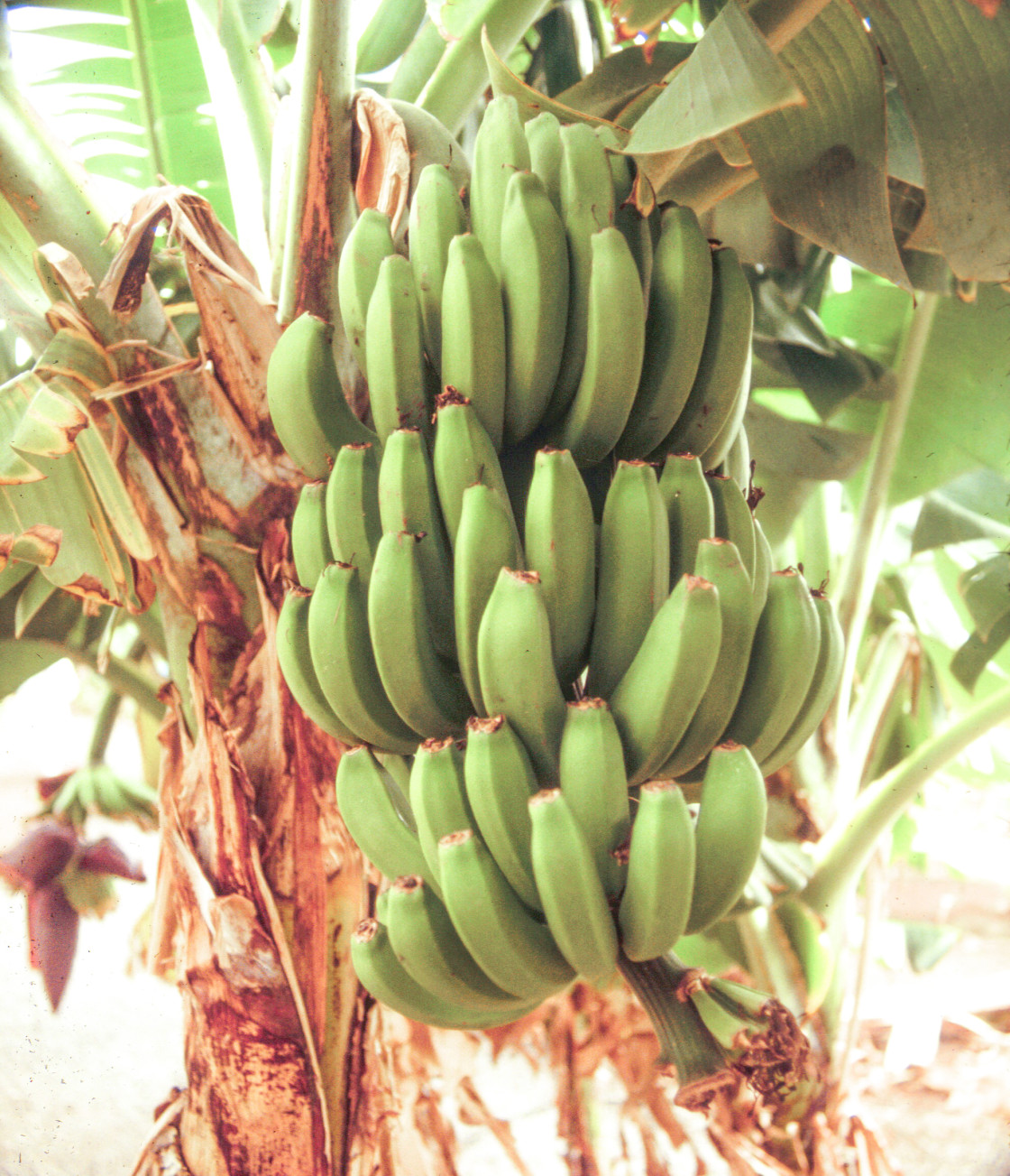 "Bananas on a stalk" stock image
