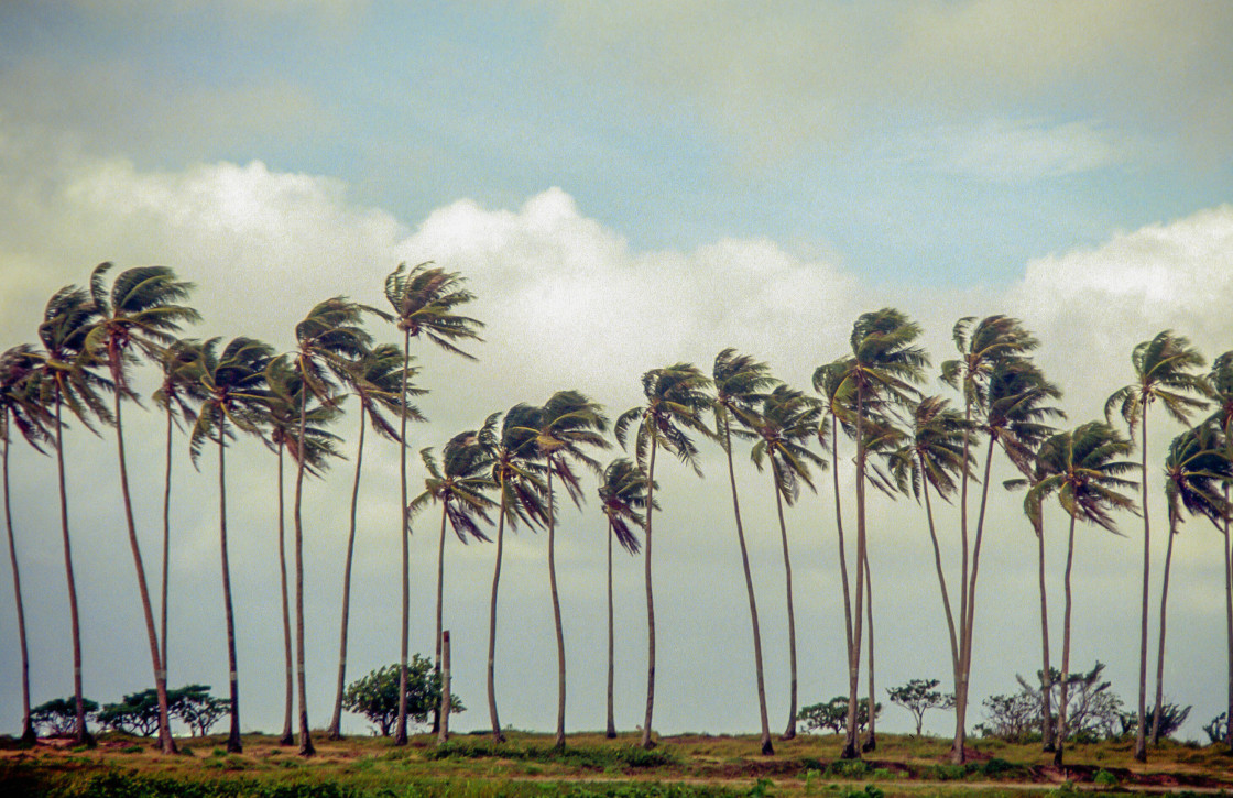 "Tall coconut trees in the wind," stock image