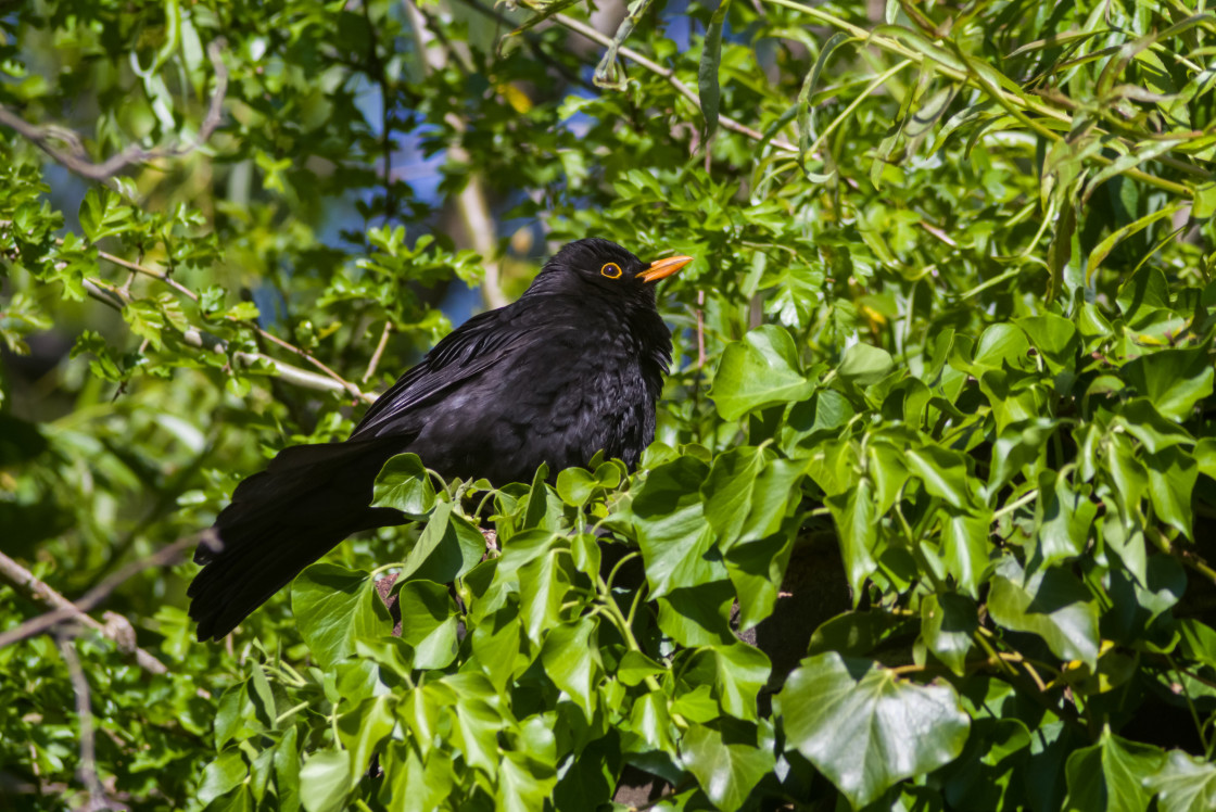 "Blackbird" by Gordon England - $12.24 "Blackbird" stock image