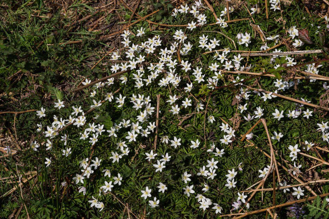 "Wood Anemone Flowers" by Gordon England - $12.56 "Wood Anemone Flowers" stock image