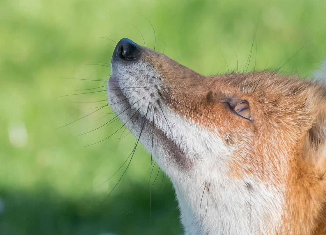 "Urban Fox Portrait" stock image