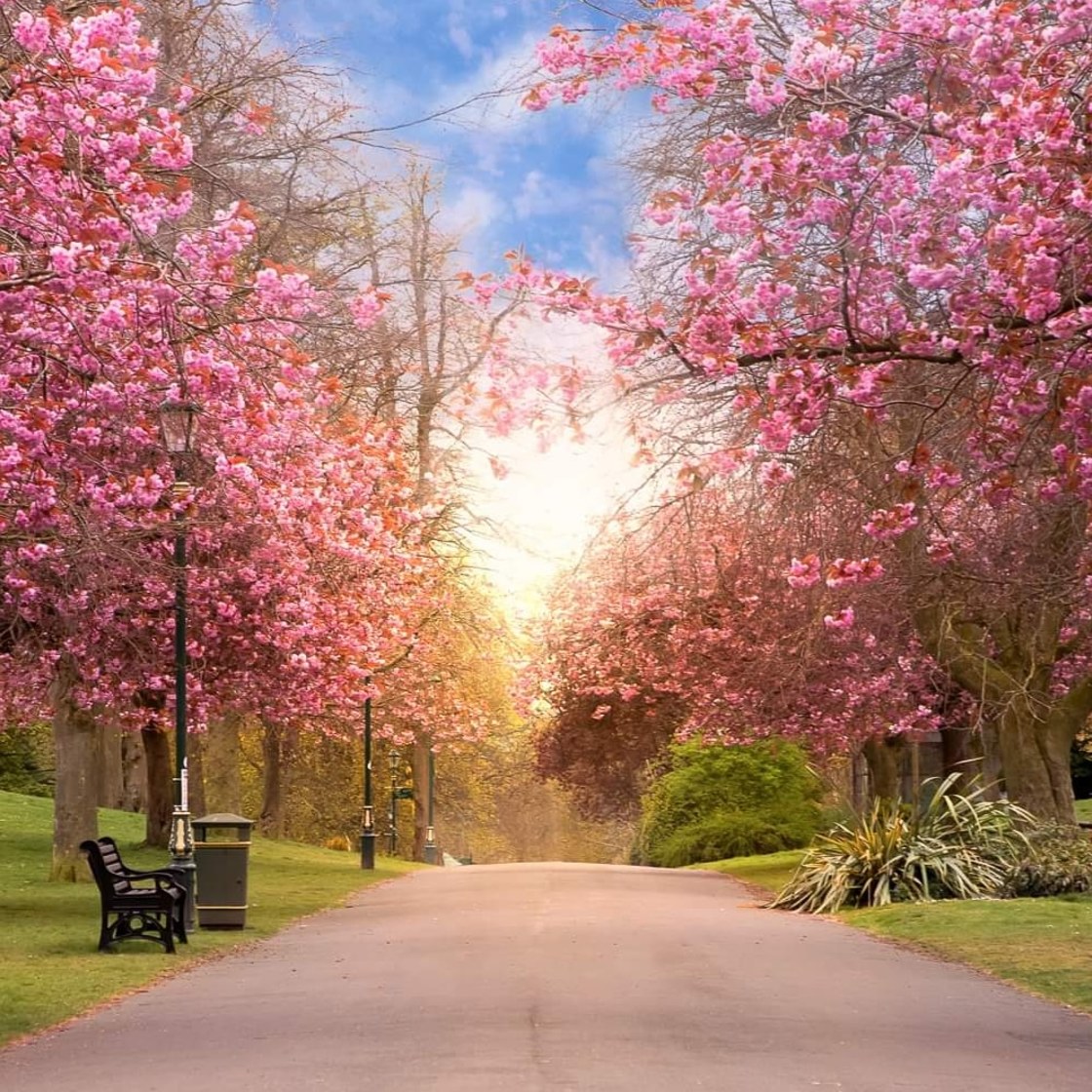 "Cherry blossom trees" stock image