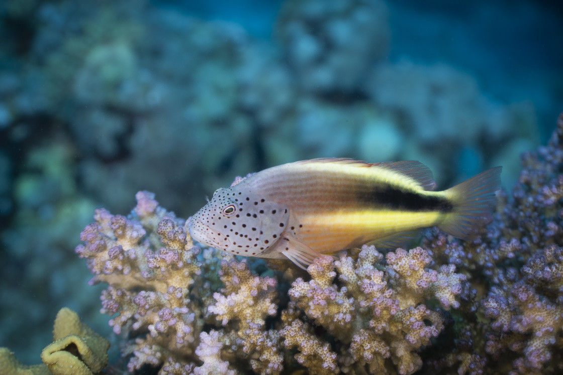 "Hawkfish 04" stock image