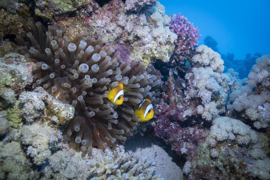 "Clownfish 34" stock image