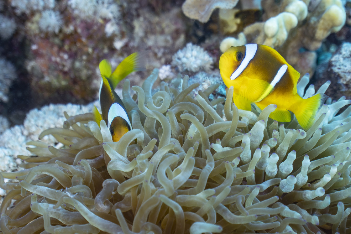 "Clownfish 39" stock image