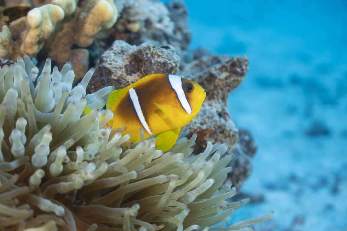 "Clownfish 37" stock image