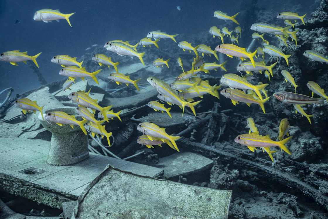 "Yellow Goatfish 05" stock image