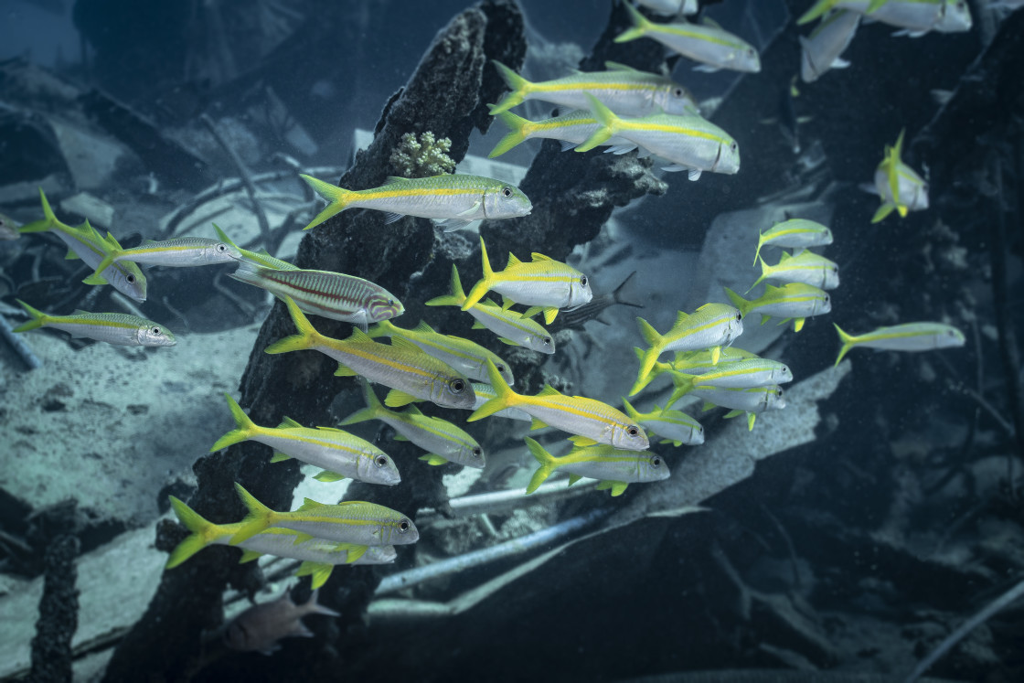 "Yellow Goatfish 04" stock image