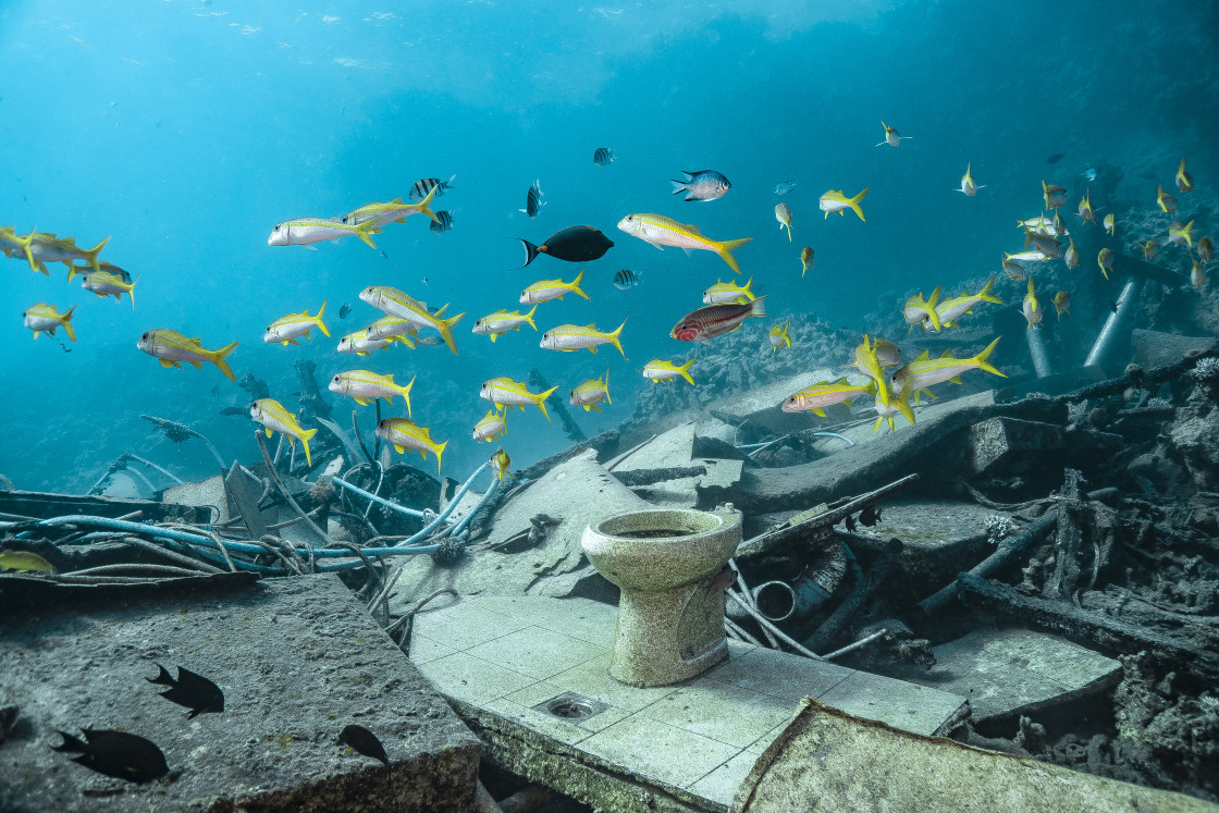 "Yellow Goatfish 08" stock image