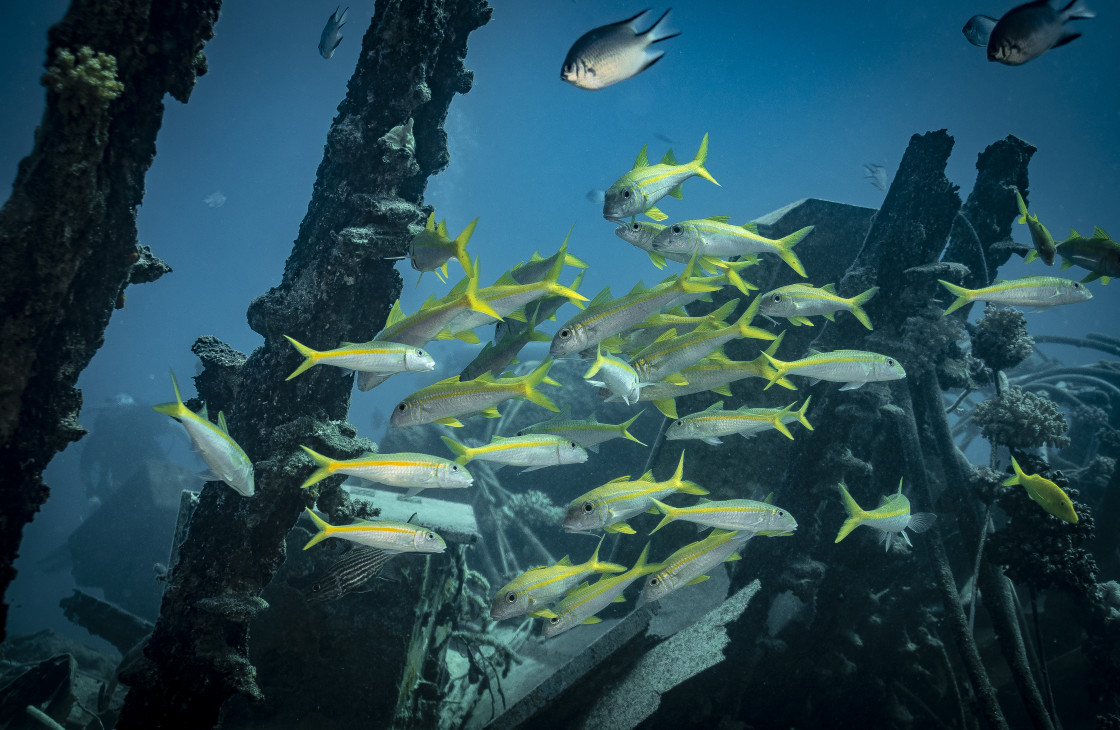 "Yellow Goatfish 09" stock image