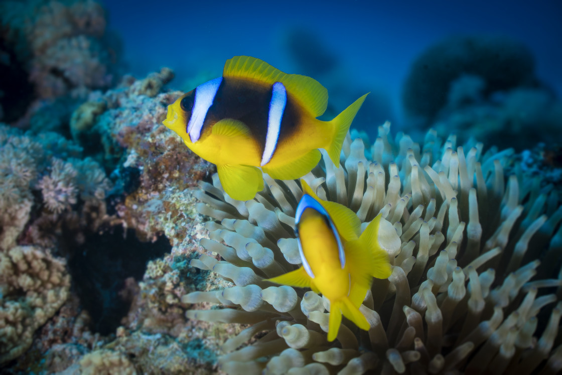 "Clownfish 40" stock image