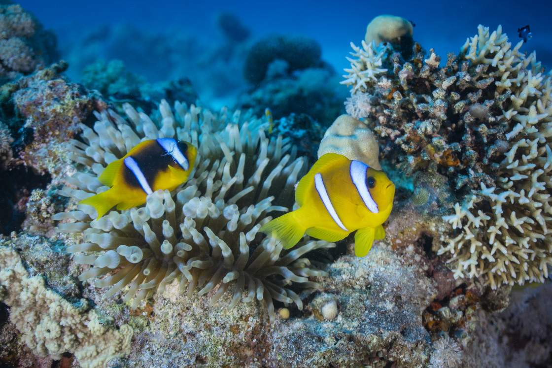 "Clownfish 41" stock image