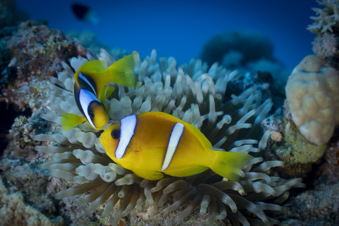 "Clownfish 42" stock image