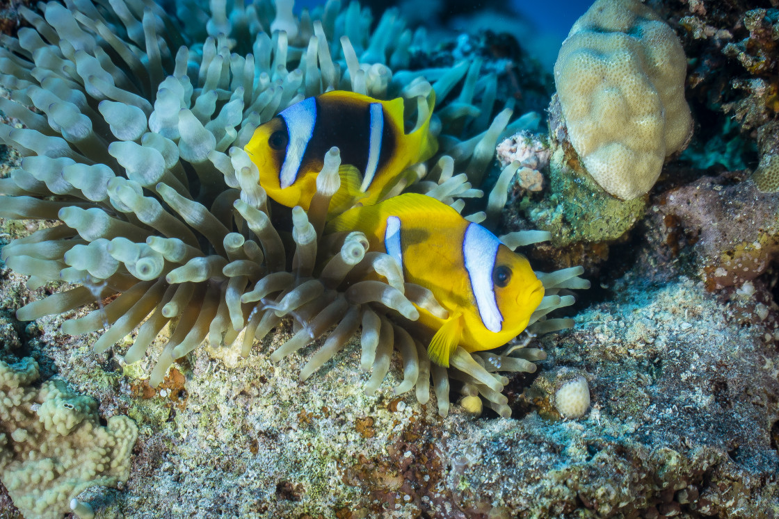 "Clownfish 43" stock image