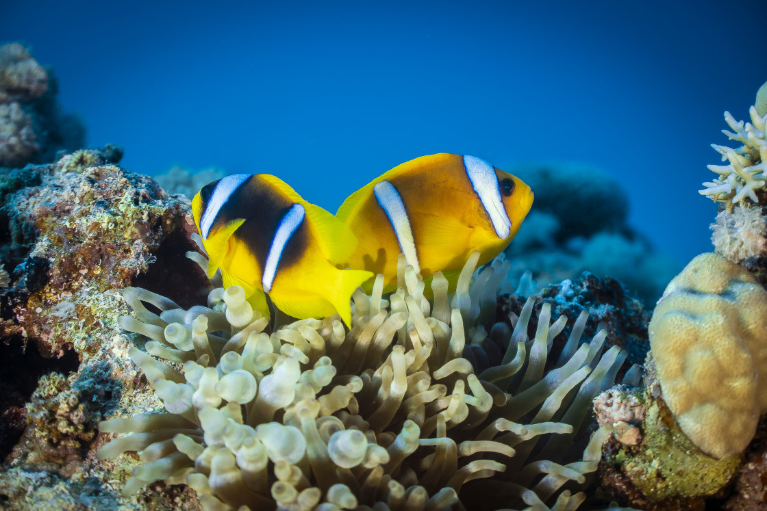 "Clownfish 44" stock image